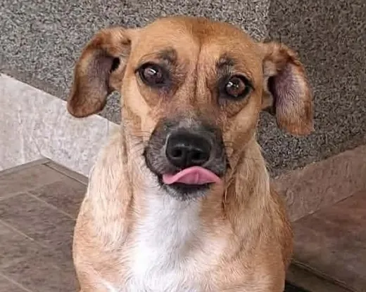 Nori, info kommer som har hittat hem via Ohana Rescue och finns i Rumänien