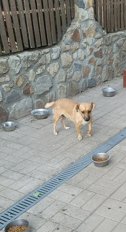 Nori, rescuehund i Rumänien, bild 1