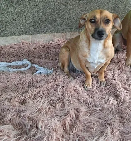 Nori, rescuehund i Rumänien, bild 2