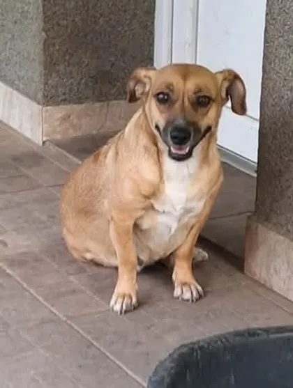 Nori, rescuehund i Rumänien, bild 3