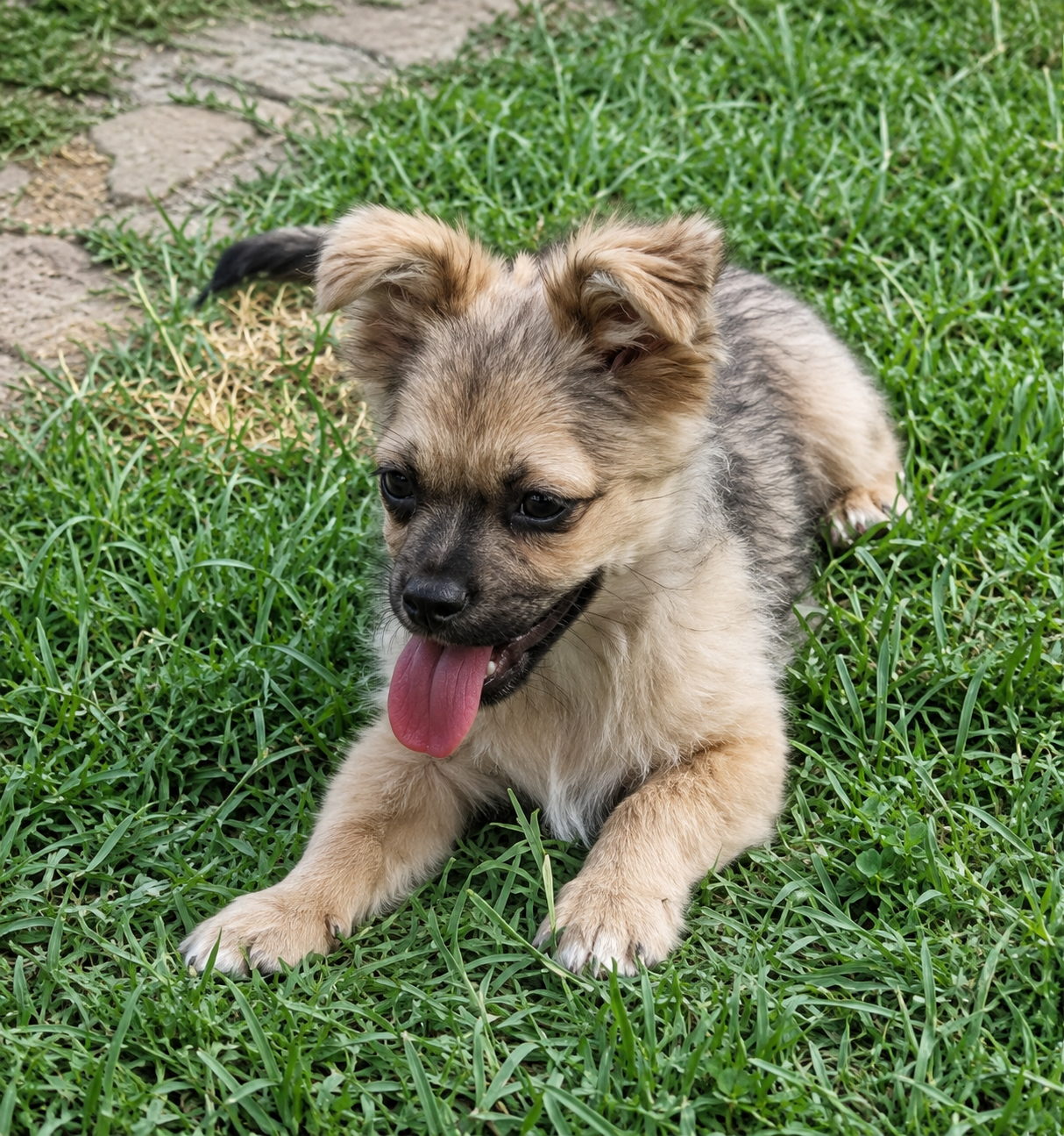 Noroc, rescuehund i Rumänien, bild 1