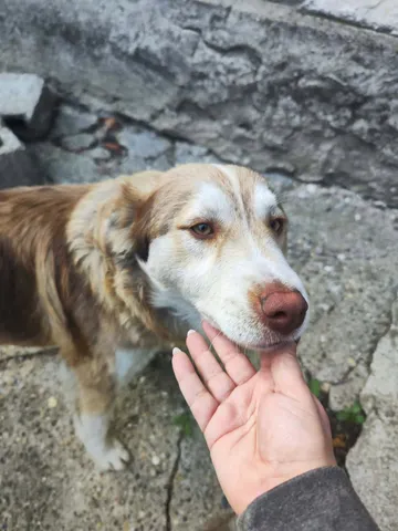 Pelle, rescuehund i Rumänien, bild 6