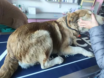 Pelle, rescuehund i Rumänien, bild 9