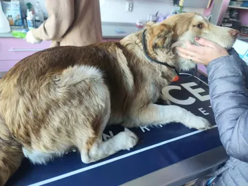 Pelle, rescuehund i Rumänien, bild 10