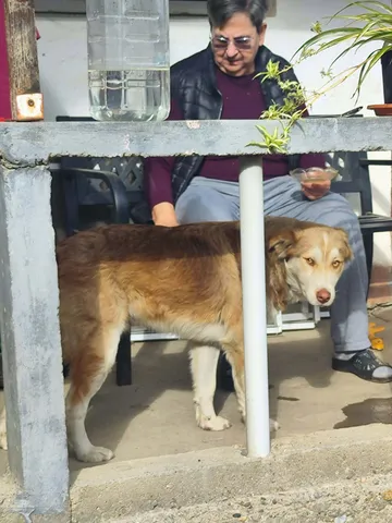 Pelle, rescuehund i Rumänien, bild 5
