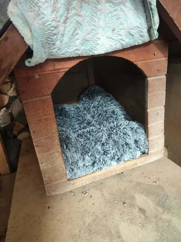 Pelle, rescuehund i Rumänien, bild 7