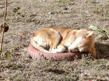 Pelle, rescuehund i Rumänien, bild 17