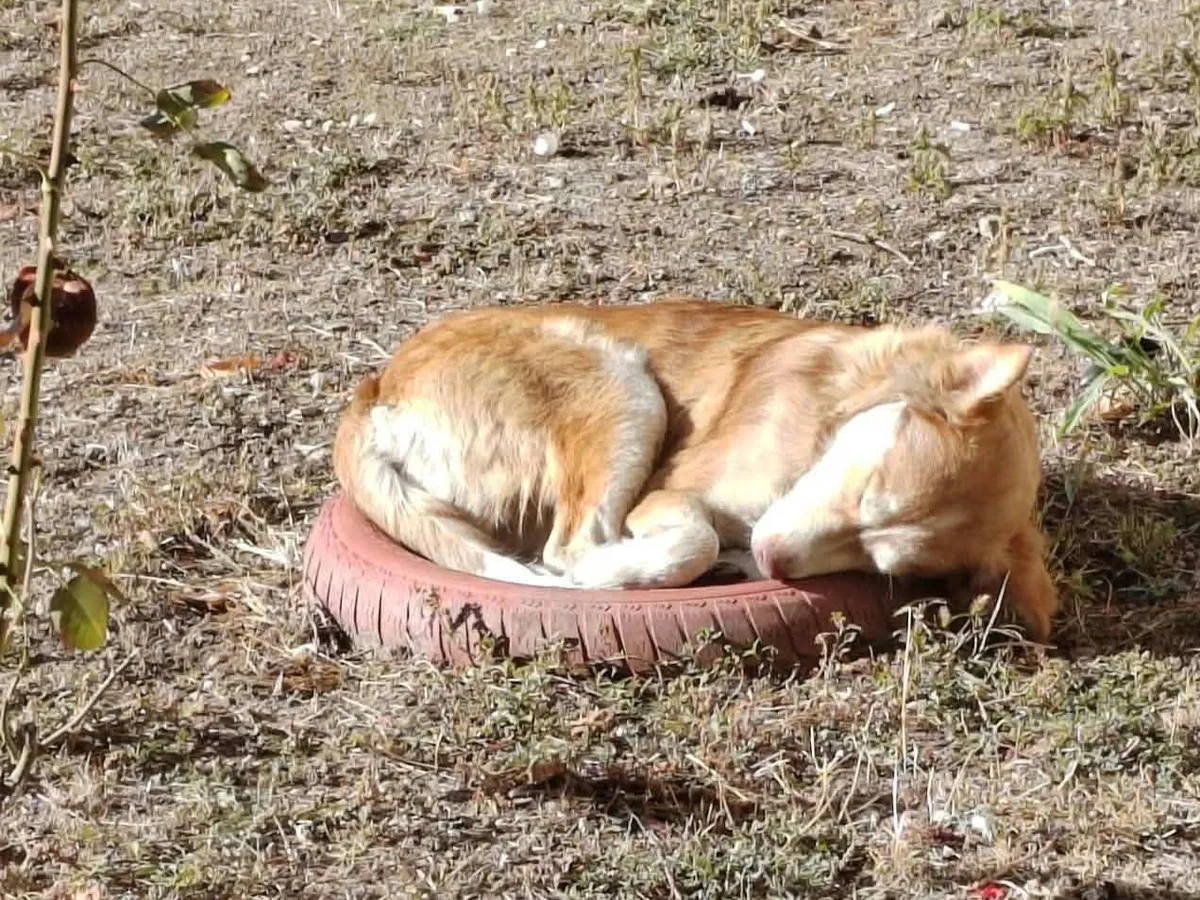 Pelle, info kommer som söker hem via Ohana Rescue och finns i Rumänien