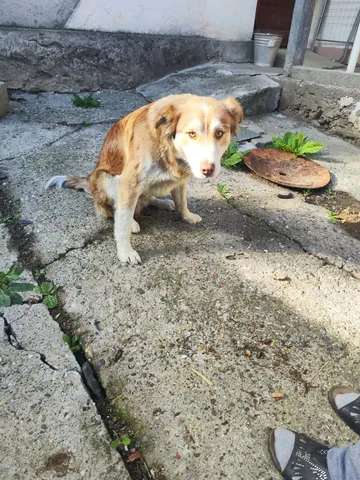 Pelle, rescuehund i Rumänien, bild 8
