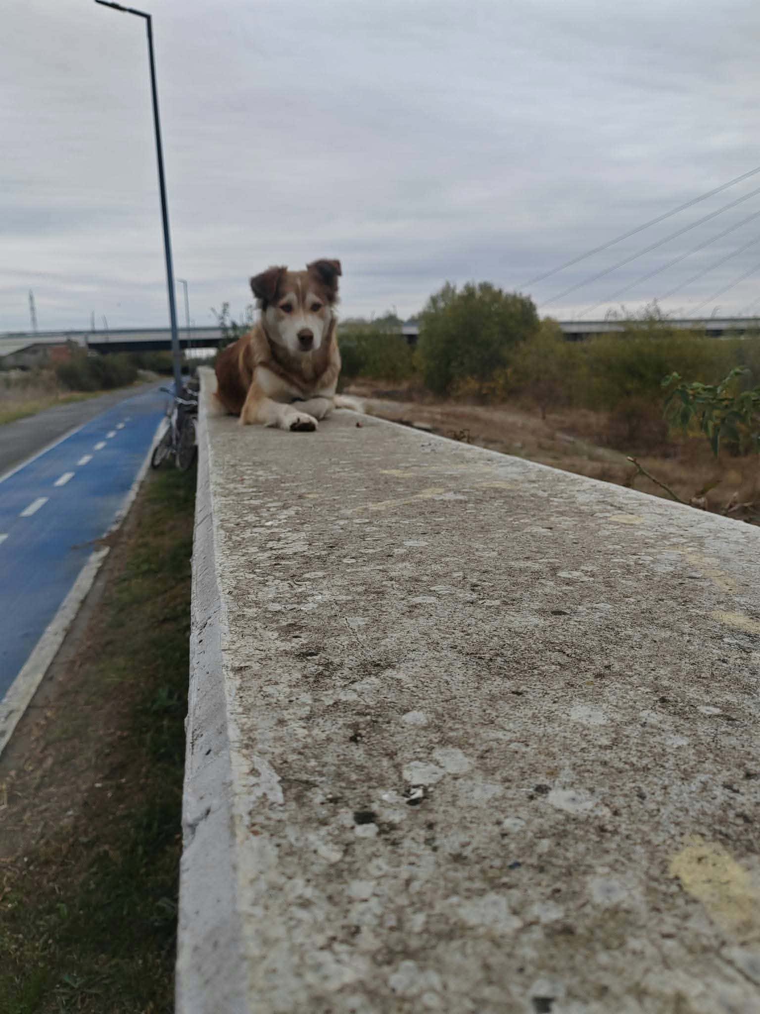 Pelle, rescuehund i Rumänien, bild 1