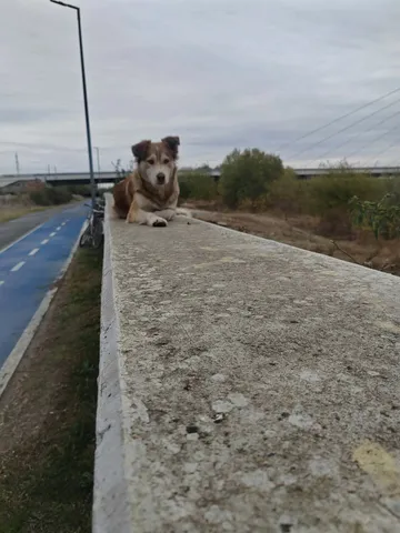 Pelle, rescuehund i Rumänien, bild 1