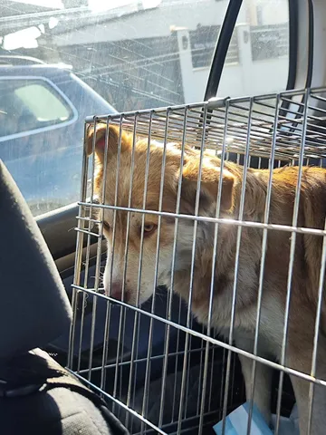 Pelle, rescuehund i Rumänien, bild 13