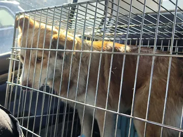 Pelle, rescuehund i Rumänien, bild 14
