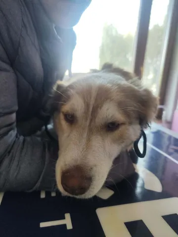 Pelle, rescuehund i Rumänien, bild 11
