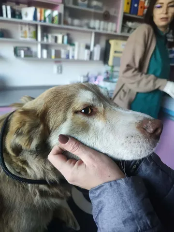 Pelle, rescuehund i Rumänien, bild 12