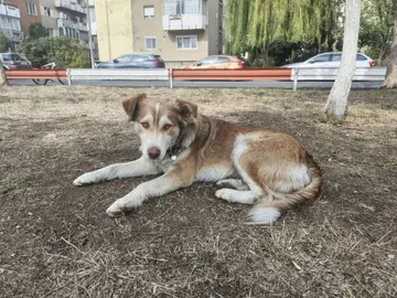 Pelle, rescuehund i Rumänien, bild 16