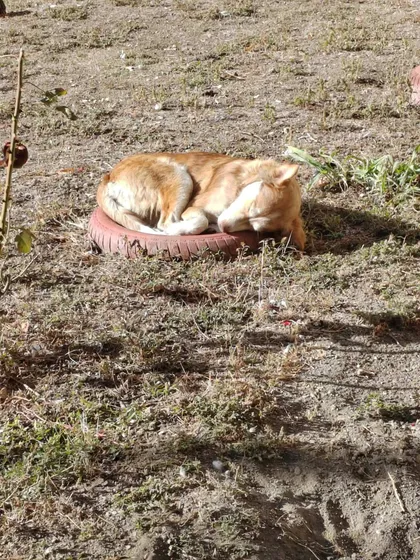 Pelle, rescuehund i Rumänien, bild 1