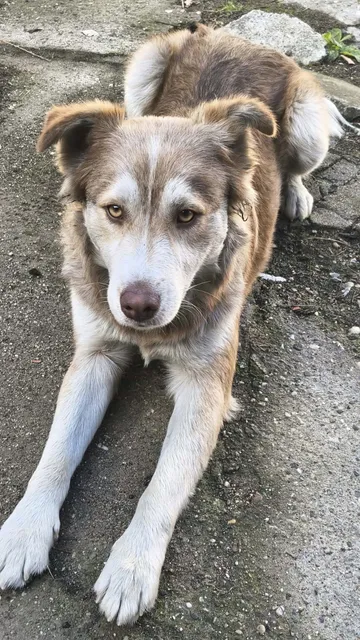 Pelle, rescuehund i Rumänien, bild 2