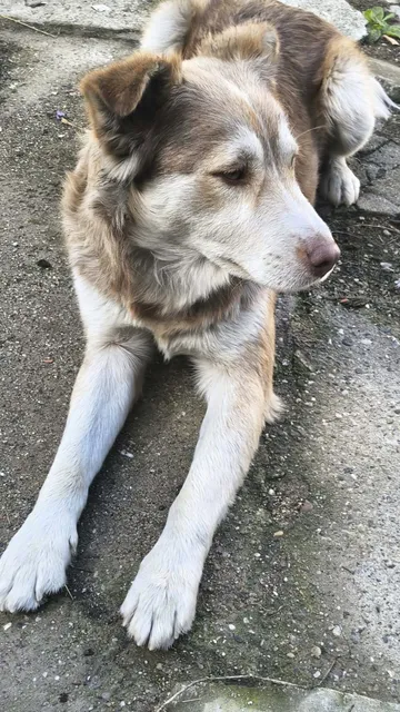 Pelle, rescuehund i Rumänien, bild 3