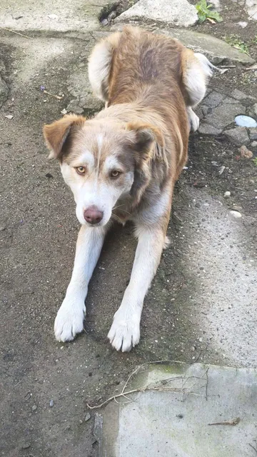 Pelle, rescuehund i Rumänien, bild 4