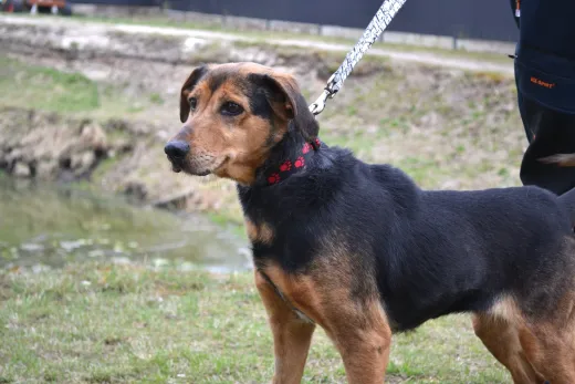 Perelka, en omplaceringshund