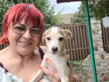 Phoenix, rescuehund i Rumänien, bild 2