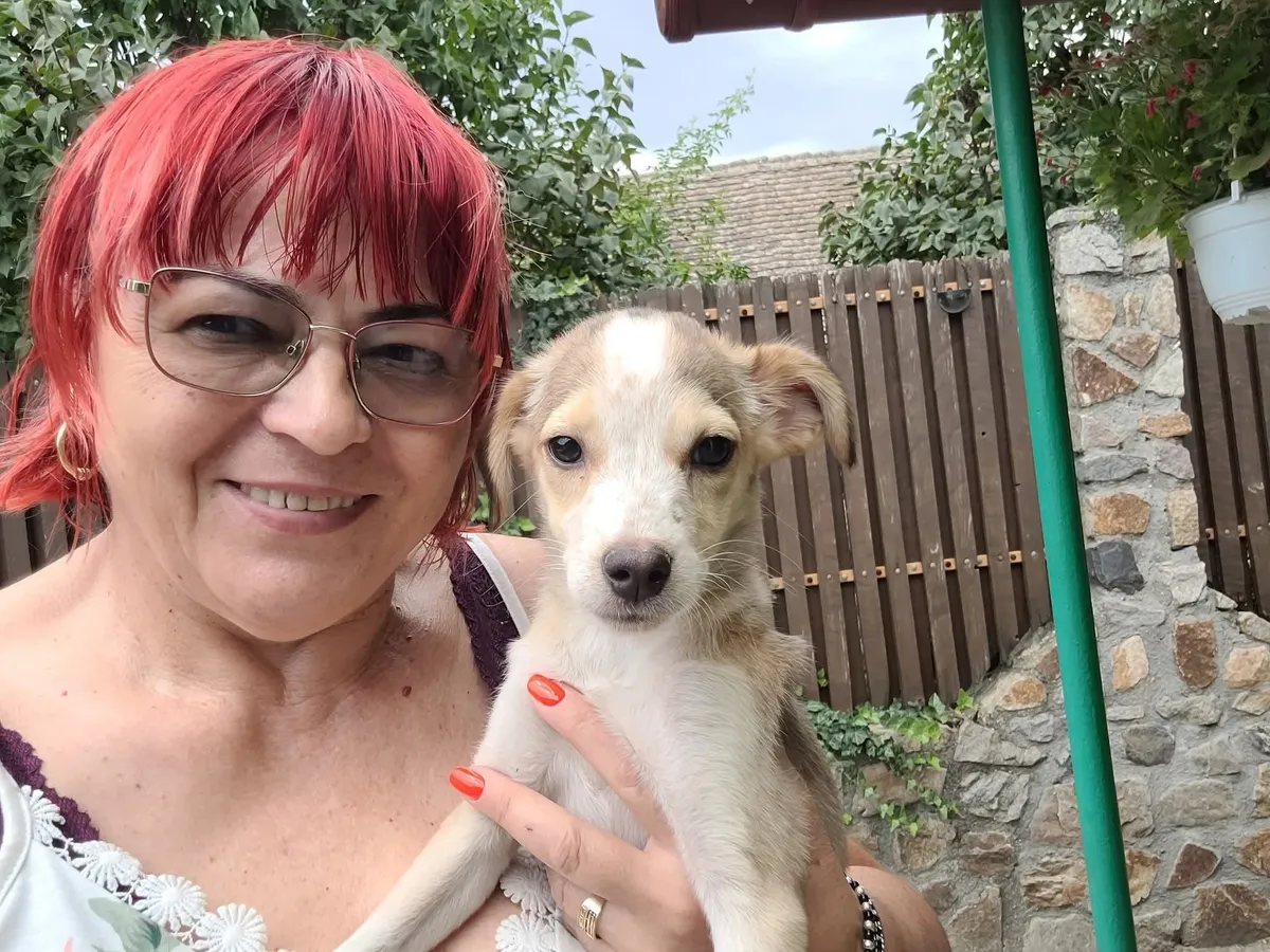 Phoenix, info kommer som söker hem via Ohana Rescue och finns i Rumänien