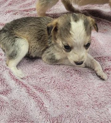 Phoenix, rescuehund i Rumänien, bild 6