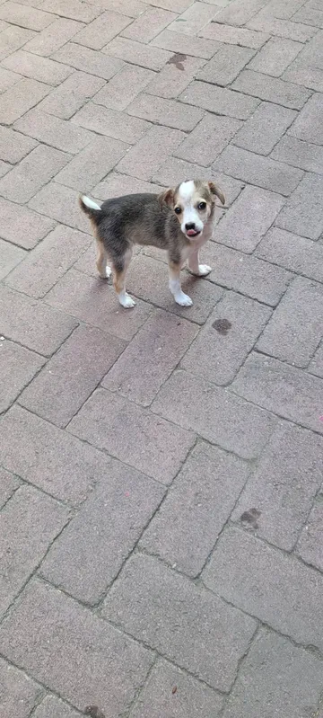 Phoenix, rescuehund i Rumänien, bild 7