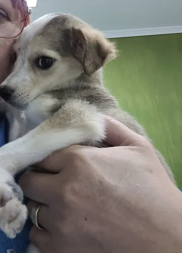 Phoenix, rescuehund i Rumänien, bild 8