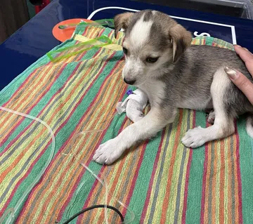 Phoenix, rescuehund i Rumänien, bild 9