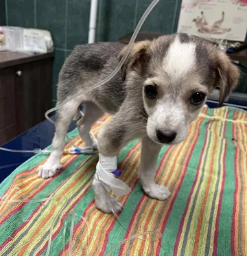 Phoenix, rescuehund i Rumänien, bild 10