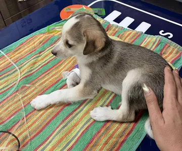 Phoenix, rescuehund i Rumänien, bild 11
