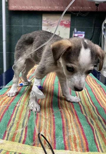 Phoenix, rescuehund i Rumänien, bild 12