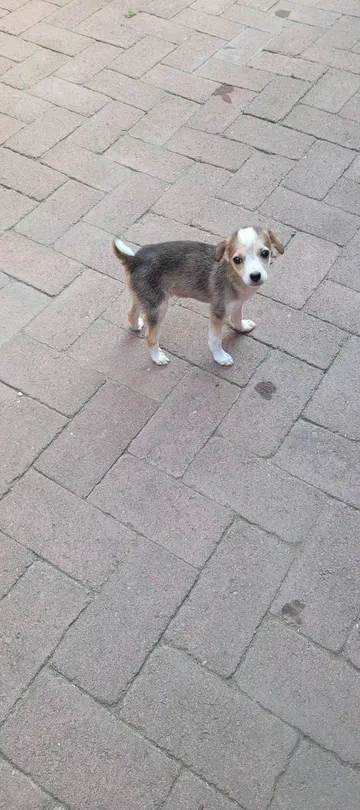 Phoenix, rescuehund i Rumänien, bild 13