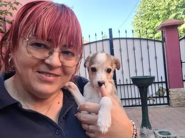 Phoenix, rescuehund i Rumänien, bild 14