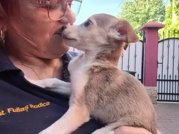 Phoenix, rescuehund i Rumänien, bild 15
