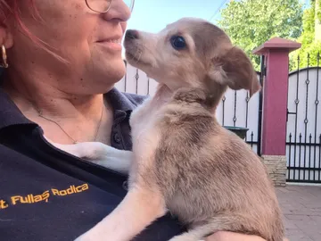 Phoenix, rescuehund i Rumänien, bild 16