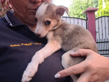 Phoenix, rescuehund i Rumänien, bild 17