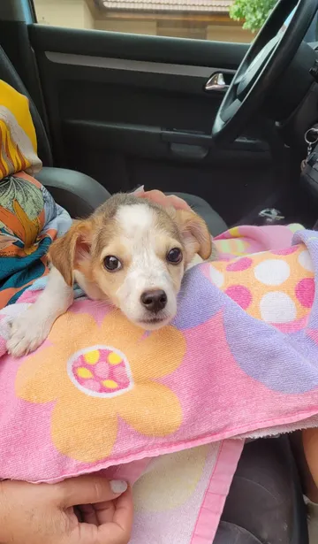 Phoenix, rescuehund i Rumänien, bild 18