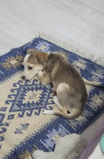 Phoenix, rescuehund i Rumänien, bild 19