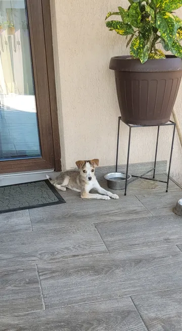 Phoenix, rescuehund i Rumänien, bild 20