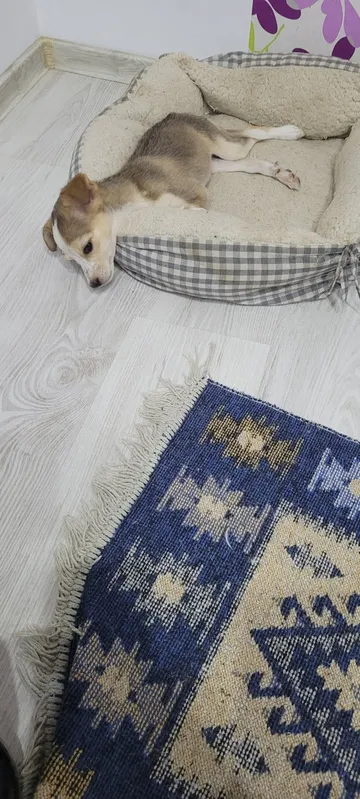 Phoenix, rescuehund i Rumänien, bild 21