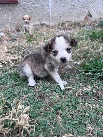 Phoenix, rescuehund i Rumänien, bild 22