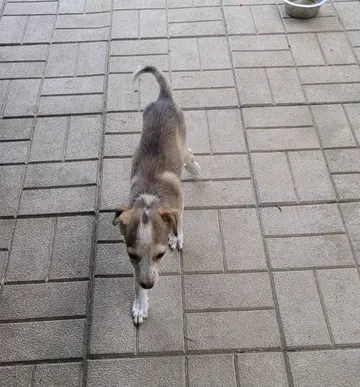 Phoenix, rescuehund i Rumänien, bild 23