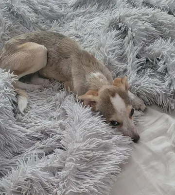 Phoenix, rescuehund i Rumänien, bild 24