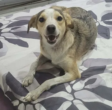 Phoenix, rescuehund i Rumänien, bild 25