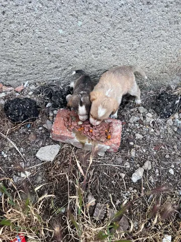 Phoenix, rescuehund i Rumänien, bild 26
