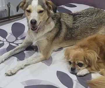 Phoenix, rescuehund i Rumänien, bild 27