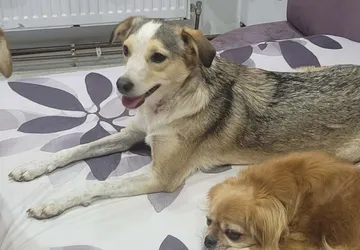 Phoenix, rescuehund i Rumänien, bild 28